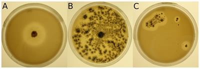 Discovery of plastic-degrading microbial strains isolated from the alpine and Arctic terrestrial plastisphere